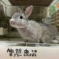 滋賀多頭崩壊うさぎ、まぷちゃん♀(避妊済)