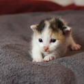 子猫の家族になってください