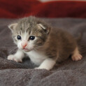 子猫の家族になってください。