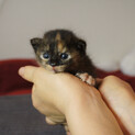 子猫の家族になってください。
