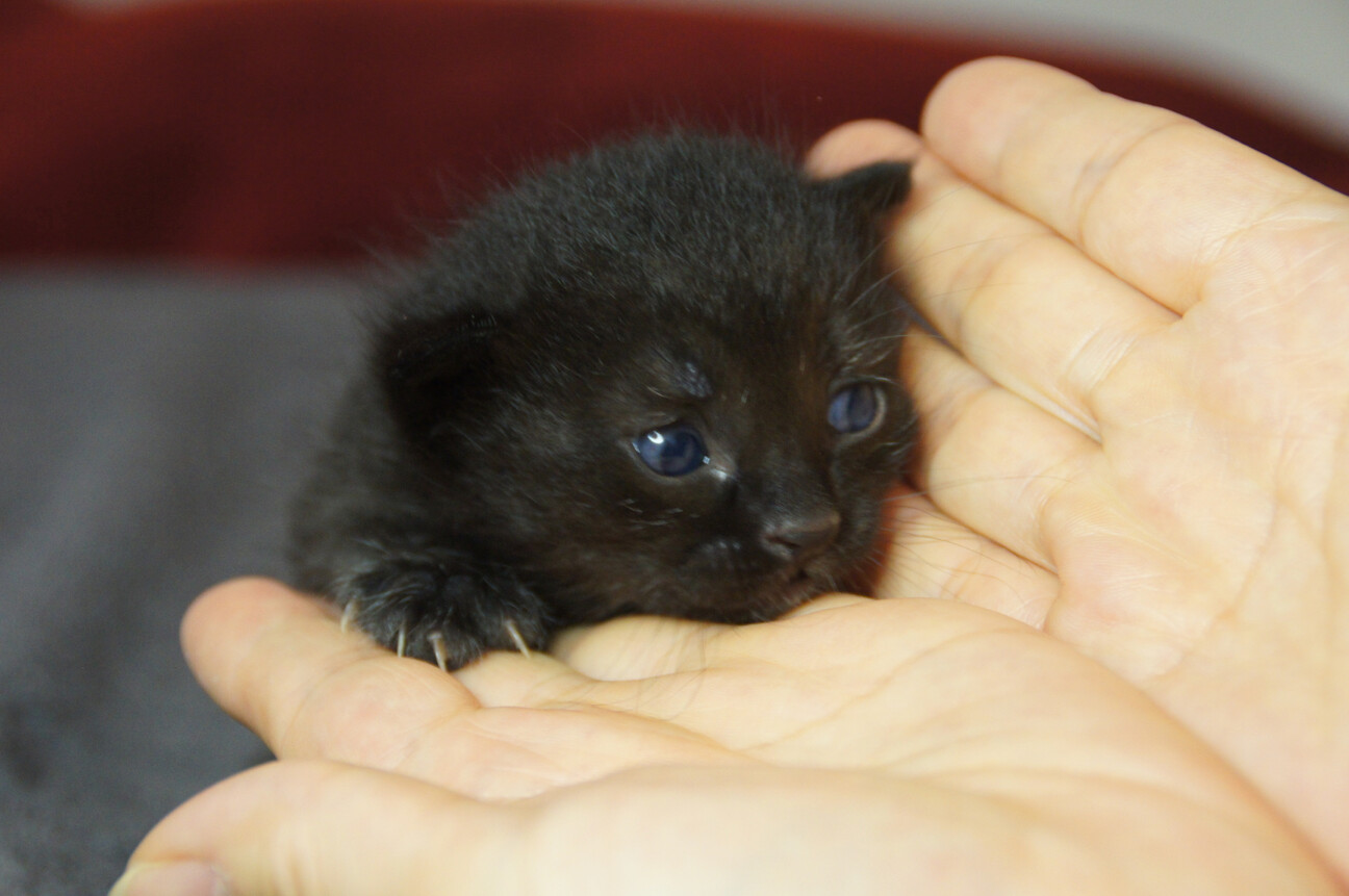 真っ黒クロちゃん 子猫の 京都府 猫の里親募集 ペットのおうち 月間利用者150万人