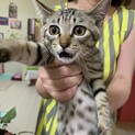 福岡/メスの美猫ちゃんの里親を募集しています！
