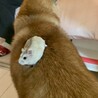 かにかまぶーさん