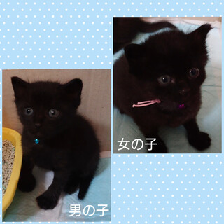 ミルクで育て中☆黒い兄妹♪