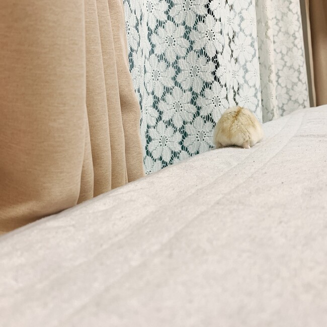 かにかまぶーさんのカバー写真