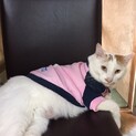 ゆうくん♂人馴れ抜群◎甘えん坊デカニャンコ