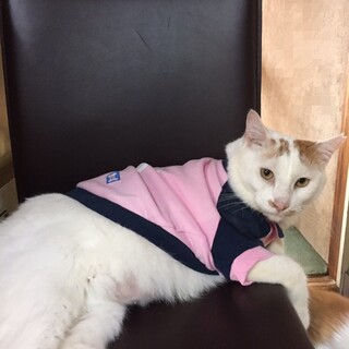 ゆうくん♂人馴れ抜群◎甘えん坊デカニャンコ