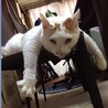 ゆうくん♂人馴れ抜群◎甘えん坊デカニャンコ サムネイル5