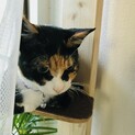 【里親決定】キレイな柄の黒三毛さん