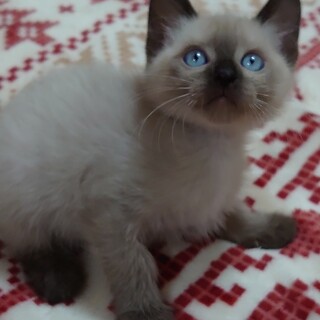 凛々しい美しさのアンカちゃん