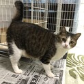 避妊済　雌猫の里親募集