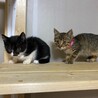 仲良し兄弟　キジトラ　ブルー君　1ヶ月半 サムネイル3
