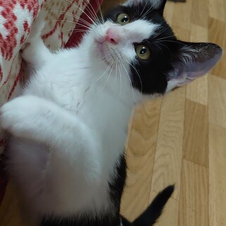 キョトンな顔したソニー君