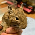 デクーさん　半年　メス