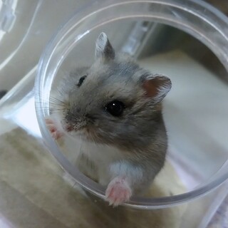 サファイアブルーハムスター