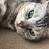 おまっちゃプリン