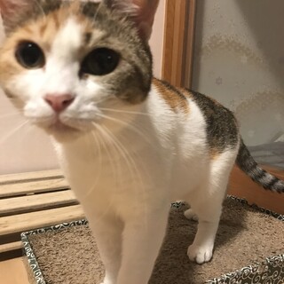 譲渡決定ありがとうございます。