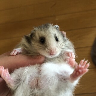 里親募集中です！