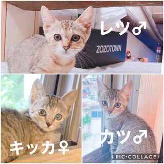 3兄妹キジ子猫(2ヶ月)