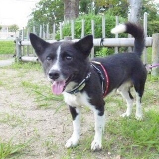 犬付き合いばっちりのイケメン君。短足ですが・・。