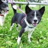 犬付き合いばっちりのイケメン君。短足ですが・・。 サムネイル7