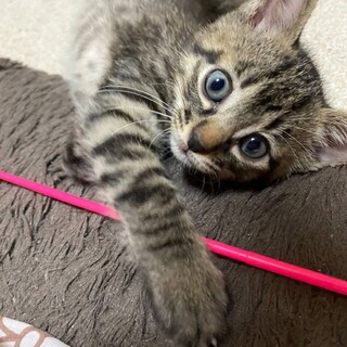 【8/9譲渡会】お目々くりくりの美猫なキジ猫ちゃん