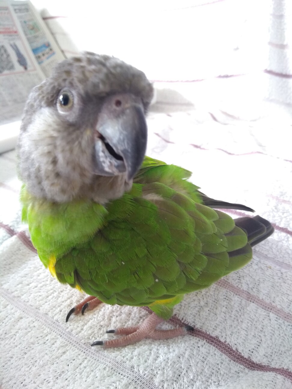 セネガルパロット 2歳 神奈川県 鳥の里親募集 ペットのおうち 月間利用者150万人