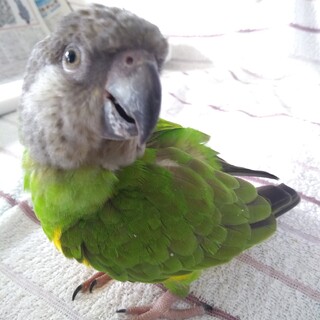 【セネガルパロット 2歳半♂】カゴなどの付属品あり