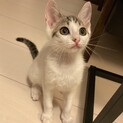 調布市☆白キジの美人な子猫