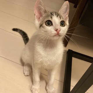 調布市☆白キジの美人な子猫