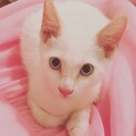 まっしろふわふわ