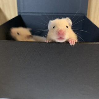 キンクマハムスター生後１ヶ月