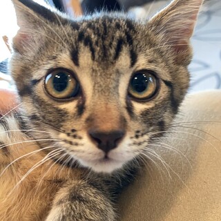 キジトラの男の子