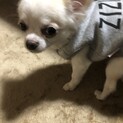 チワワ♀ビビ7歳です！里親になって下さい。