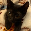 調布市☆人懐こい黒猫の男の子☆子猫です
