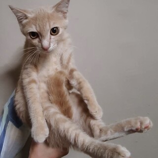 ベージュの男の子