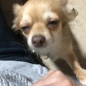 チワワ♀ナミ。七夕産まれの2歳です。