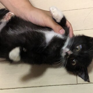 思いっきり甘えたいミルクちゃん