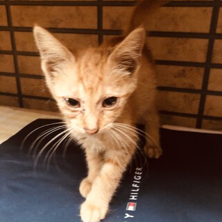 いのちをつないでください