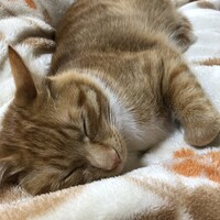 にゃん