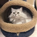 怖いもの知らず　チンチラシルバー　３才♂
