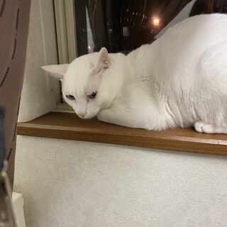 里親募集　よろしくお願いします