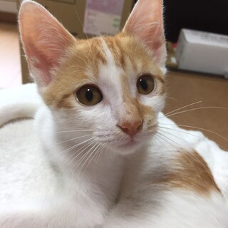 つぶらな瞳の茶白ちゃん