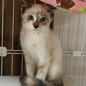 ツンデレ路線美少女子猫