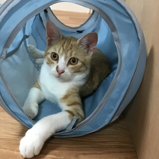 やんちゃな茶白の男の子