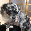 チワワ♀ガーネット　1歳2ヶ月
