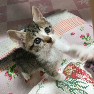 可愛いキジシロゆきちゃん