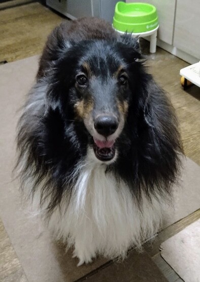 まぁ様❤シェットランドシープドッグ 印鑑スタンド♡ シェットランド