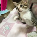 可愛いキジシロライちゃん