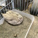 ウズラ1ヶ月半オス